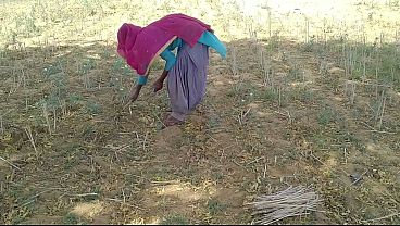 Desi Indian Boyfriend Ngewein Pacarnya Yang Lagi Kerja Di Sawah, Montok Banget